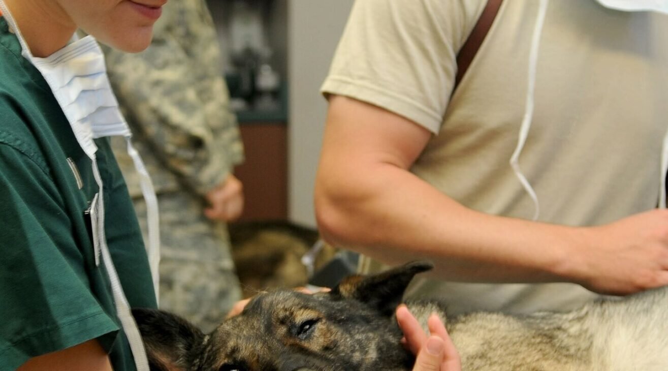 Veteriner Hekimlerin Yetki ve Görevleri