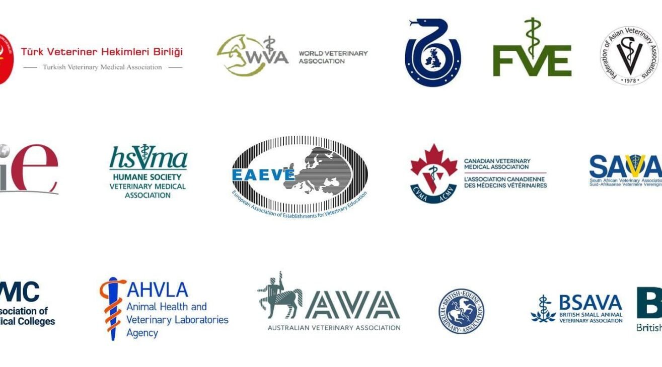 Mesleki Dernek, Birlik, Kuruluş ve Programlar