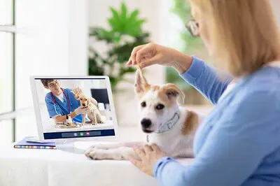 online veteriner hekim eğitim